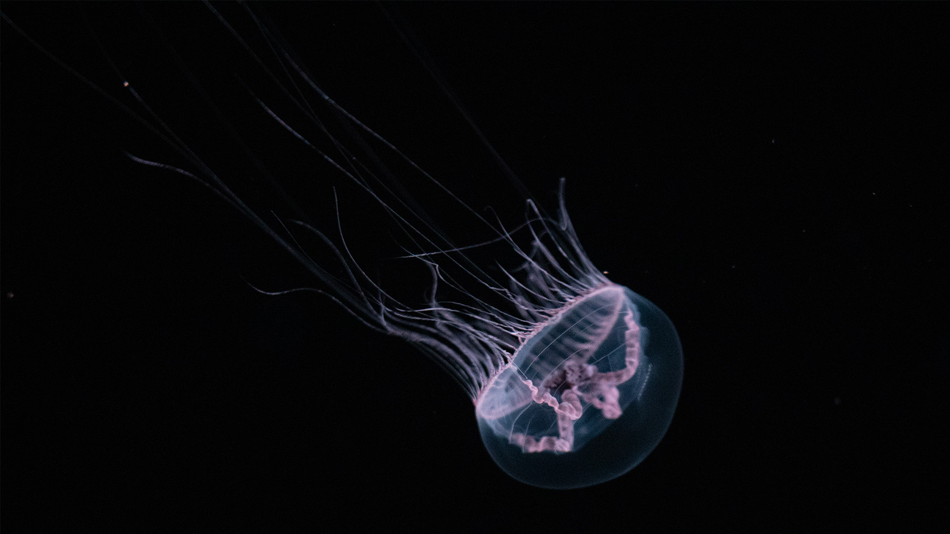 A jellyfish
