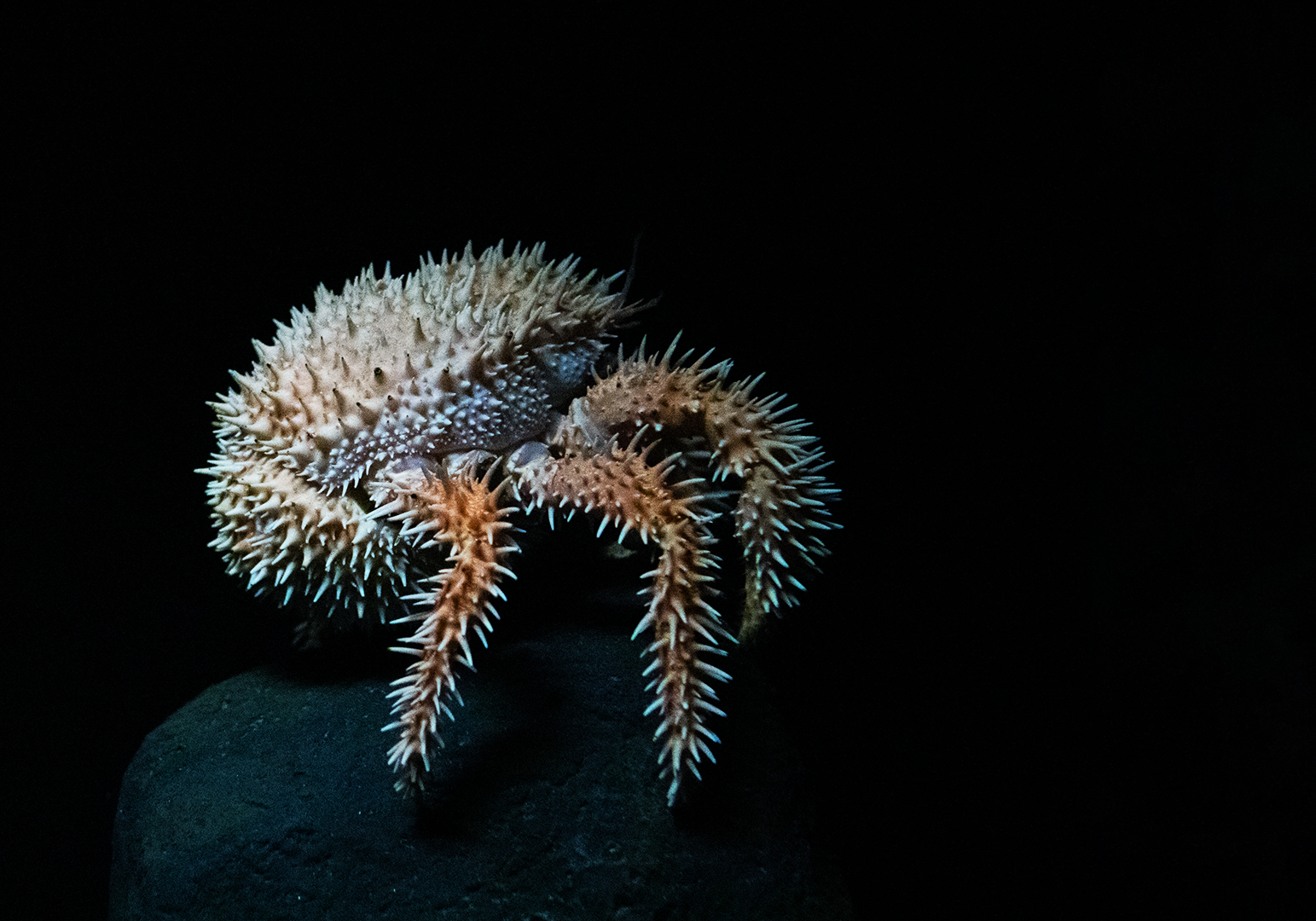 A crab.