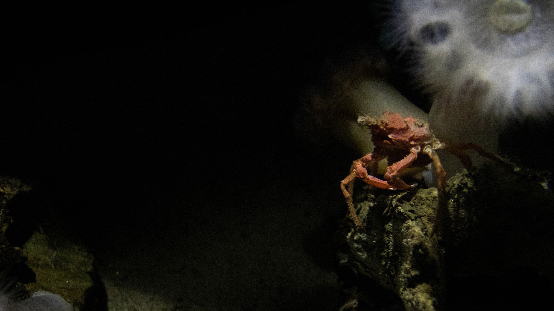 A crab.