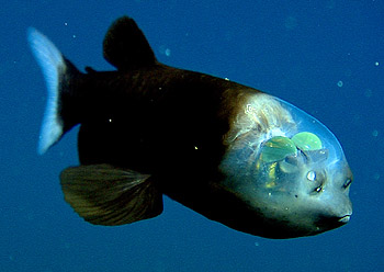 A critter.