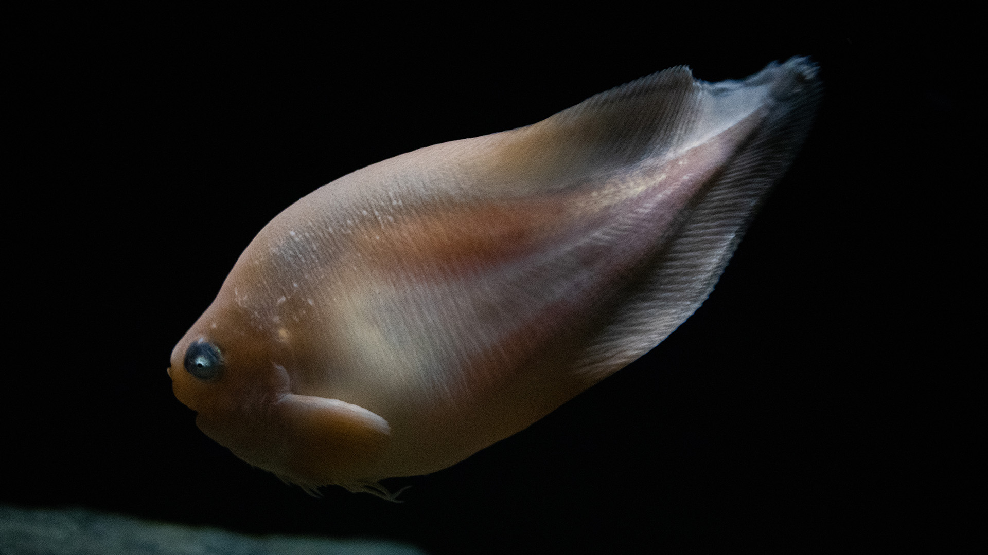 A snailfish.