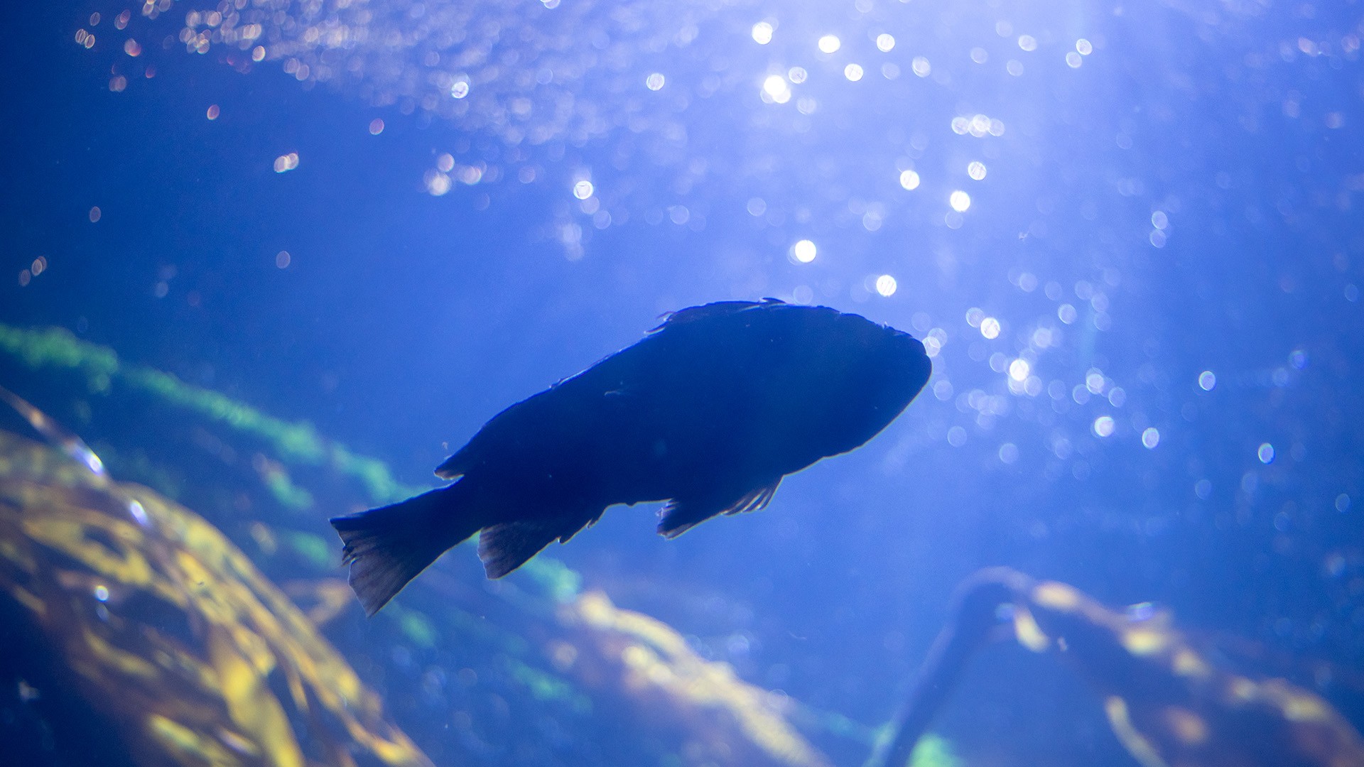 A rockfish.